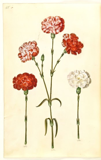 Dianthus caryophyllus (garden carnation) by Maria | Free Photo - rawpixel