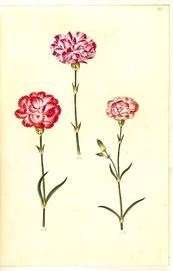Dianthus caryophyllus (garden carnation) by Maria | Free Photo - rawpixel