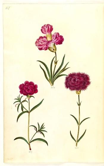 Dianthus caryophyllus (garden carnation) by Maria | Free Photo - rawpixel