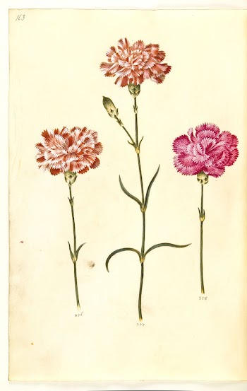Dianthus caryophyllus (garden carnation) by Maria | Free Photo - rawpixel