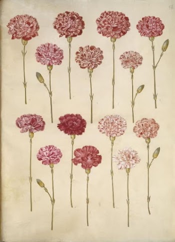 Dianthus caryophyllus (garden carnation) by Maria | Free Photo - rawpixel