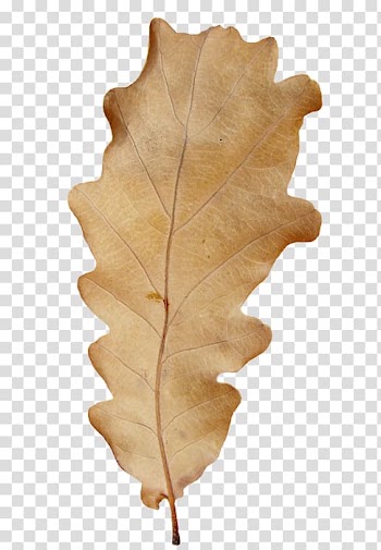 Diary LiveInternet Autumn , others transparent background PNG clipart