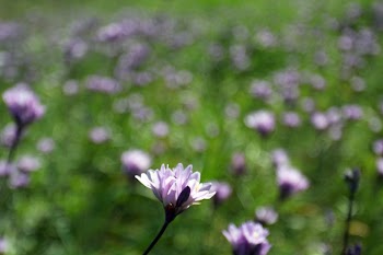 Dichelostemma capitatum  | Free Photo - rawpixel