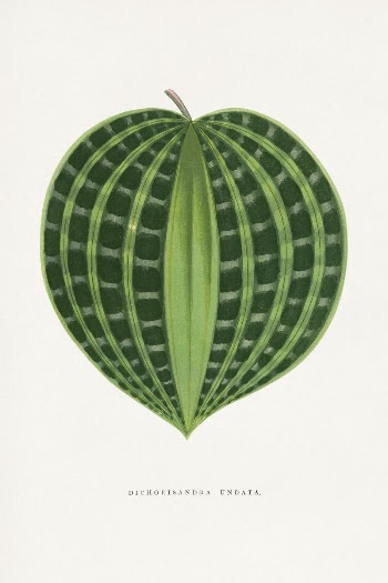 Dichorisandra Undata leaf illustration from Les | Free Photo Illustration - rawpixel