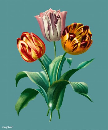 Didier's tulip (Tulipa gesneriana) illust.. | Free stock vector - 467671
