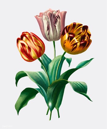 Didier's tulip (Tulipa gesneriana) illust.. | Free stock vector - 467673