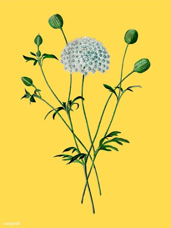 Didiscus Caeruleus illustrated by Charles Des.. | Free stock vector - 467276