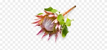 Die Blomstoor Wedding Venue - .za