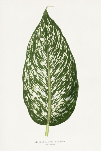Dieffenbachia Seguina leaf illustration from Les | Free Photo Illustration - rawpixel