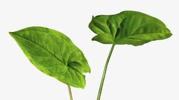 Dieffenbachia Seguine leaf collage element | Free PSD - rawpixel
