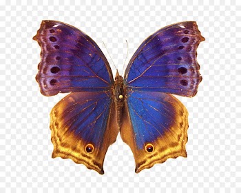 Dietary supplement Butterfly Amazon.com Dog Food - Colorful butterfly 