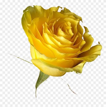 Different Colours Of Roses