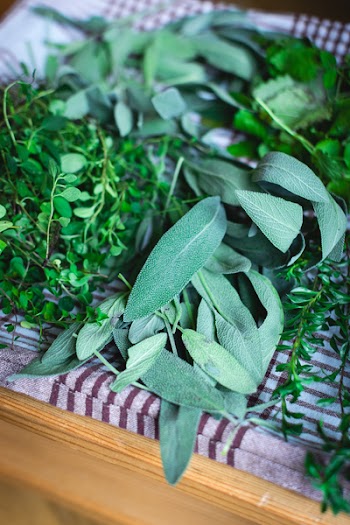Different kinds of fresh herbs 