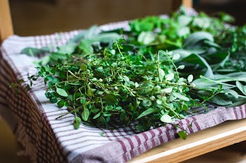 Different kinds of fresh herbs 