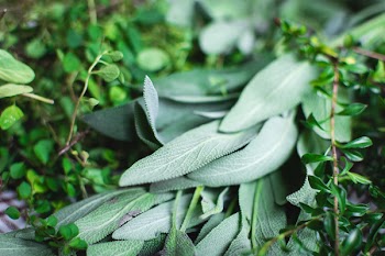 Different kinds of fresh herbs 