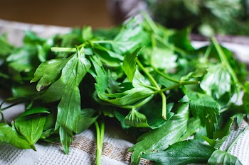 Different kinds of fresh herbs 