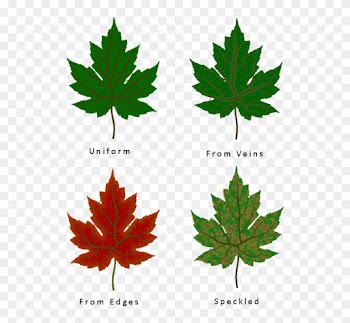 Different Leaf Texture Types - Maple Leaf