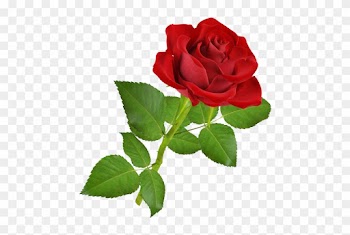 Different Type Of Roses