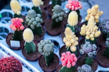 Different Types of Cactus