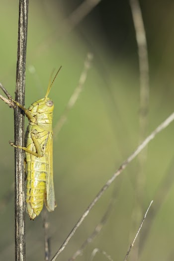 Differential Grasshopper. Free public domain | Free Photo - rawpixel