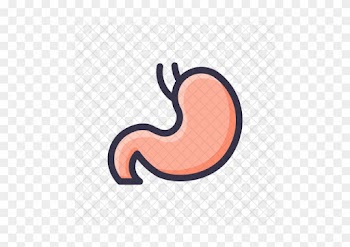 Digestion, Stomach, Getroenterology, Organ, Healthcare, - Stomach