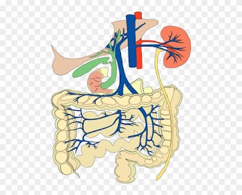 Digestive Organs Medical Diagram Clip Art Free Vector - 對症飲食 - 專科（新增訂本） [book]