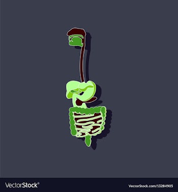 Digestive system paper sticker on stylish vector image