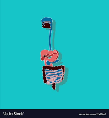 Digestive system paper sticker on stylish vector image