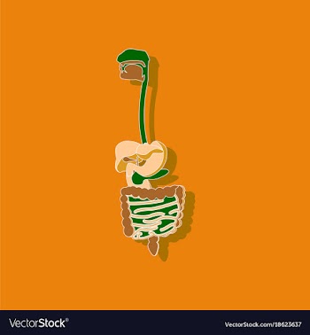 Digestive system paper sticker on stylish vector image