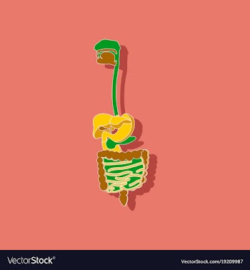 Digestive system paper sticker on stylish vector image