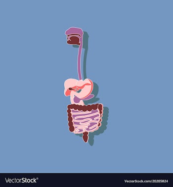 Digestive system paper sticker on stylish vector image