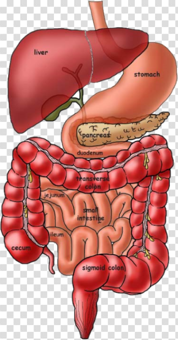 Digestive System Png (99+ images in Collection) Page 2