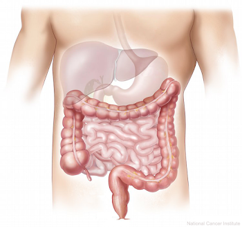 digestive-system.png - Melanie McGrice
