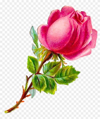 Digital Pink Rose Clipart Download - Rose