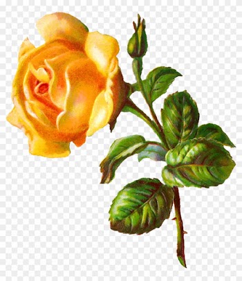 Digital Rose Clip Art - Floribunda