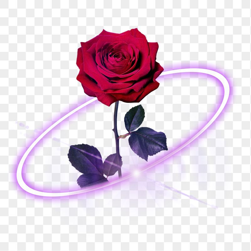 Digital rose png, love and | Free PNG - rawpixel
