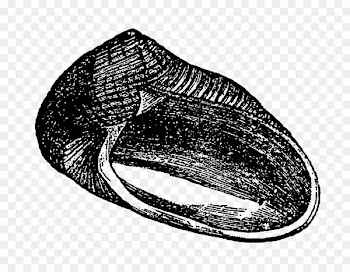 Digital stamp Mussel Seashell - Sea Shell illustration 