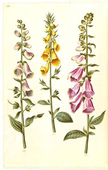 Digitalis purpurea (common foxglove);Digitalis grandiflora | Free Photo - rawpixel