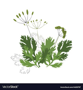 dill and coriander seasoning