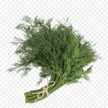 Dill Fennel Herb Parsley Spice - dill pennant 
