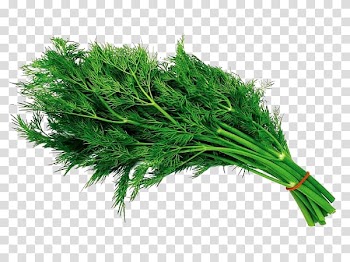 Dill Herb Salad Vegetable Iceberg lettuce, salad transparent background PNG clipart