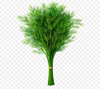 Dill Montreal-style smoked meat Clip art - Dill PNG Clip-Art Image 