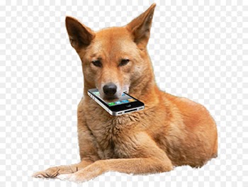 Dingoes ate my baby Dog Image Crying - dog 