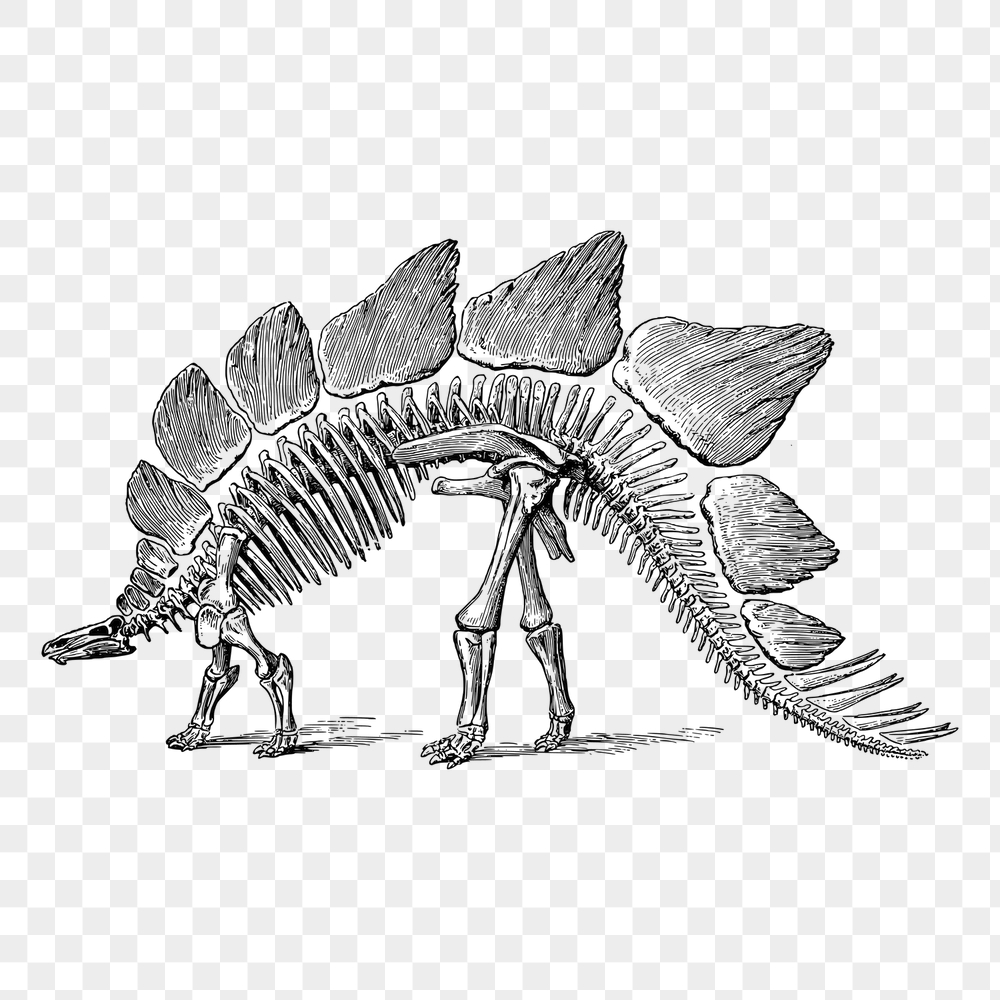 Dinosaur fossil png sticker, extinct | Free PNG - rawpixel