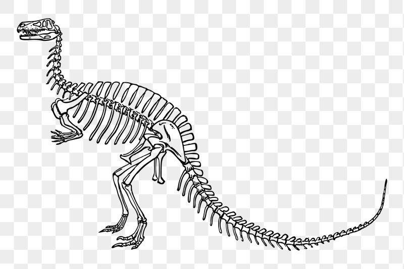 Dinosaur fossil png sticker illustration, | Free PNG - rawpixel