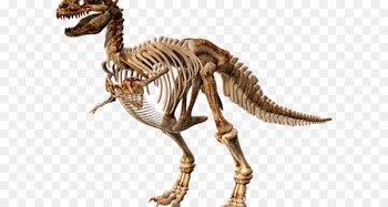 Dinosaur Portable Network Graphics Image Skeleton Stegosaurus - poledance cartoon 