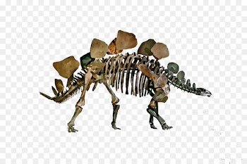 Dinosaur Skeleton -  