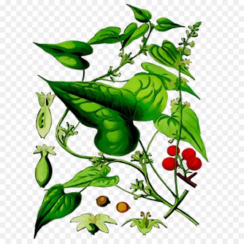 Dioscorea communis Tamus Wild yam Herbaceous plant -  