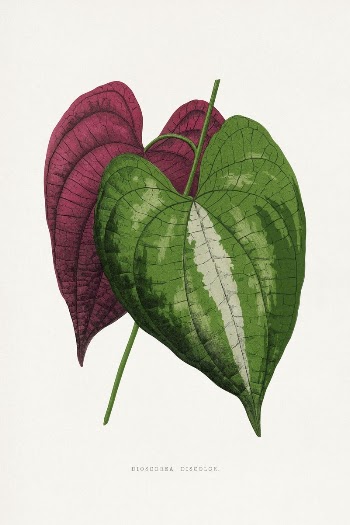 Dioscorea leaf illustration from Les | Free Photo Illustration - rawpixel
