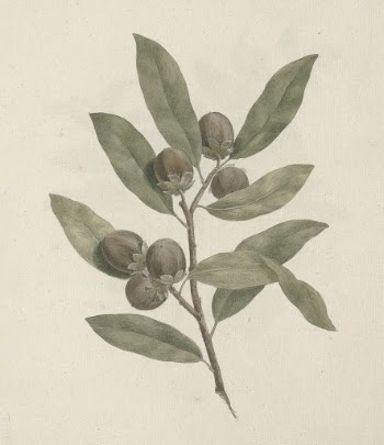 Diospyros mespiliformis   A. | Free Photo - rawpixel